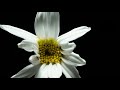 Daisy bloom 4K