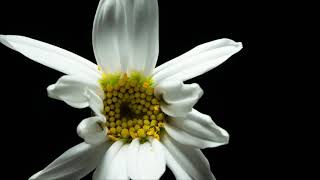 Daisy bloom 4K