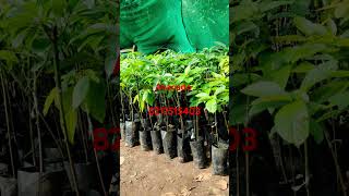 .indoor and outdoor delivery also .wholesale rates good and best plants .. contact 8217515403