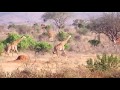 Tsavo East Kenya safari with Jodam Safaris