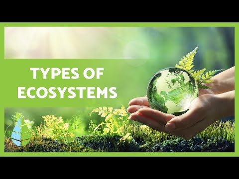 What are the 3 types of ecological systems?
