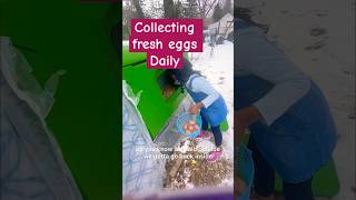 Farm Life: Kids Collecting Fresh Eggs