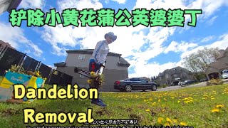 How to get rid of dandelion on lawn / dandelion removal铲除小黄花蒲公英婆婆丁——加拿大海哥Hihai Montreal