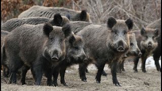 Стадо кабанов. / Herd of wild boars.