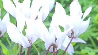 רקפת מצויה בצבע לבן بخور مريم فارسي Cyclamen persicum in white color