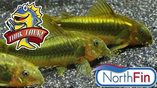How Fish Food Is Made With The Owner Of Northfin Fish Foods