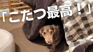 《2022.11.23》生まれてはじめて見るこたつにるぱんが大興奮！可愛い♡《犬のいる暮らし・ミニチュアダックスフンド》