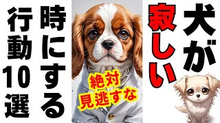 愛犬が寂しがっている！犬が寂しい時に見せる行動10選