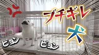 史上最強にキレ散らかしてるが怒り方が独特過ぎて愛おしいんですけどｗｗｗ【フレンチブルドッグ frenchbulldog】