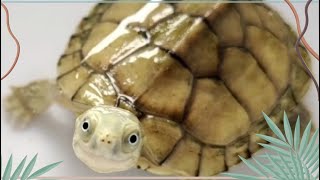 The most laughable turtle among turtles, the yellow-throated turtle is born with an angel’s smiling 