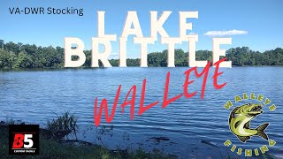 Lake Brittle- Yes Virginia,  Walleye Populations Are Growing!  **VA-DWR Stocking**