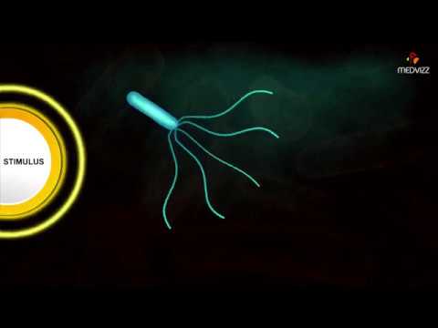 Do Zoomastigina use flagella for movement?
