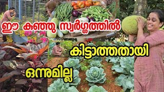 ഈ സ്വർഗ്ഗത്തിൽ എന്നും പൊന്നു വിളയും | Harvest| Mulaku baji |Gardening |Tips |Agriculture