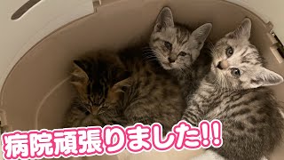 【保護猫活動】保護したノミダニだらけの子猫3匹、病院から帰ってきた行動が可愛すぎましたｗ