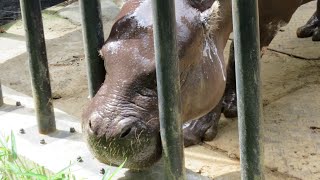 世界三大珍獣の１つのコビトカバ