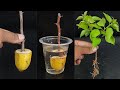 How to grow Bougainvillea from cutting in water