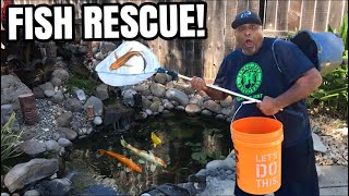 RESCUING EXOTIC FISH FROM TINY DIY BACKYARD POND