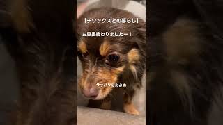 風呂上がりチワックス。#shorts #チワックス #犬 #小型犬