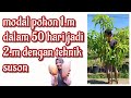 Teknik suson pohon mangga hasil langsung besar