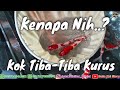 WADUH‼️Koi Dikarantina 5 Hari Jadi Kurus Banget, Kok Bisa..? || Duta Koi Blitar