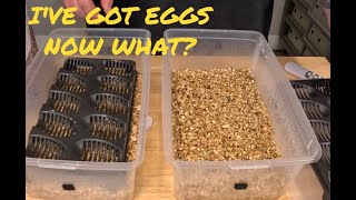 How To Set Up An Egg Box For Ball Pythons