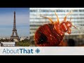 'No one is safe': how Paris is battling a bedbug infestation | About That