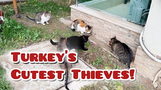 Stealing Turkey's Cats 🐱✨ | Heartwarming Compilation of Feline Adventures in Turkey\