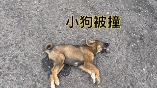 骑行新疆独库公路，飙车逆袭太多。小狗被撞让人心痛