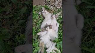 بچه گربه ها و داداششون😍 | Kittens and their brother😍