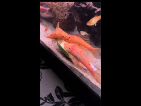 How To Breed Bristlenose Plecos! The Cheap Way!(for A Profit) - YouTube