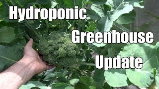 Hydroponic Greenhouse Update - 10th July 2016 - Harvest Time