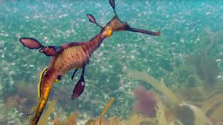 Sea Forests: 10 Hours of Relaxing Oceanscapes | BBC Earth