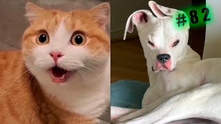 Funny animal s cats and Dogs 🤣Try not to laugh Challenge! №82