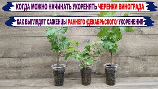 🍇 КОГДА можно НАЧИНАТЬ УКОРЕНЯТЬ черенки винограда. Результаты ХИТРОГО, ДЕКАБРЬСКОГО укоренения