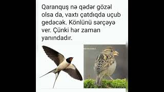 Qaranquş Gəldi Gederdi...