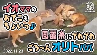 【旭山動物園】イオちゃん🐱のおでこもチョイっ♪フウ🐱レイ🐱イト🐱に懐かれてデレデレごろ〜んオリトぱぱ🦁(11/23) [Asahiyama Zoo]  Lion, Orito's Family.