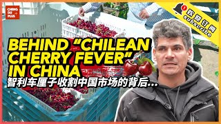 Why Chinese People Love Chilean Cherries So Much? Behind “Cherry Fever” in China...