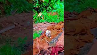 #ನಮ್ಮ #ಮನೆಯ #ಬೆಕ್ಕು #ನಾಯಿ#ಜಗಳ #dog #cat #fight#