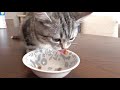 納豆が好きすぎる子猫 kitten loves natto 【スコティッシュフォールド】【子猫　かわいい】【kitten】