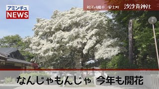 【アミンチュニュース】なんじゃもんじゃ　今年も開花