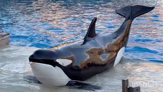 Orca Encounter (Kalia leads pod) Nov. 9, 2023 - SeaWorld San Diego