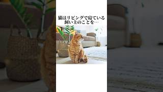 ちょw猫のツンデレが可愛すぎるww猫の知って損しない秘密5選🤫