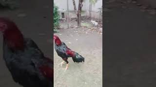 کەلەشێری شامی Shami Chicken دجاج