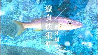 馬拉威湖慈鯛-狼牙鯛(Rhamphochromis macrophthalmus)