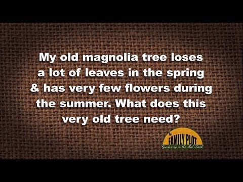 Why is my magnolia tree losing its leaves in June?