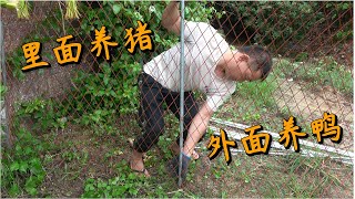 【老林赶野】老林在鸭子养殖场建猪栏，用铁丝网把猪和鸭隔开，这想法太棒了