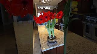 Gorgeous amaryllis bulbs #gardening #flowers #amaryllis