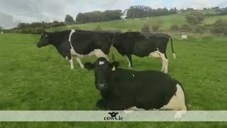 C25102022K - In Calf Heifers