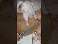 Beda caranya #butcher #cuttingchicken #cuttingskills #ayampotong #shortvideo