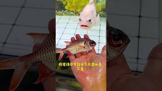 是这么好的鱼，你是不是好好表现呢？feed predatory fish